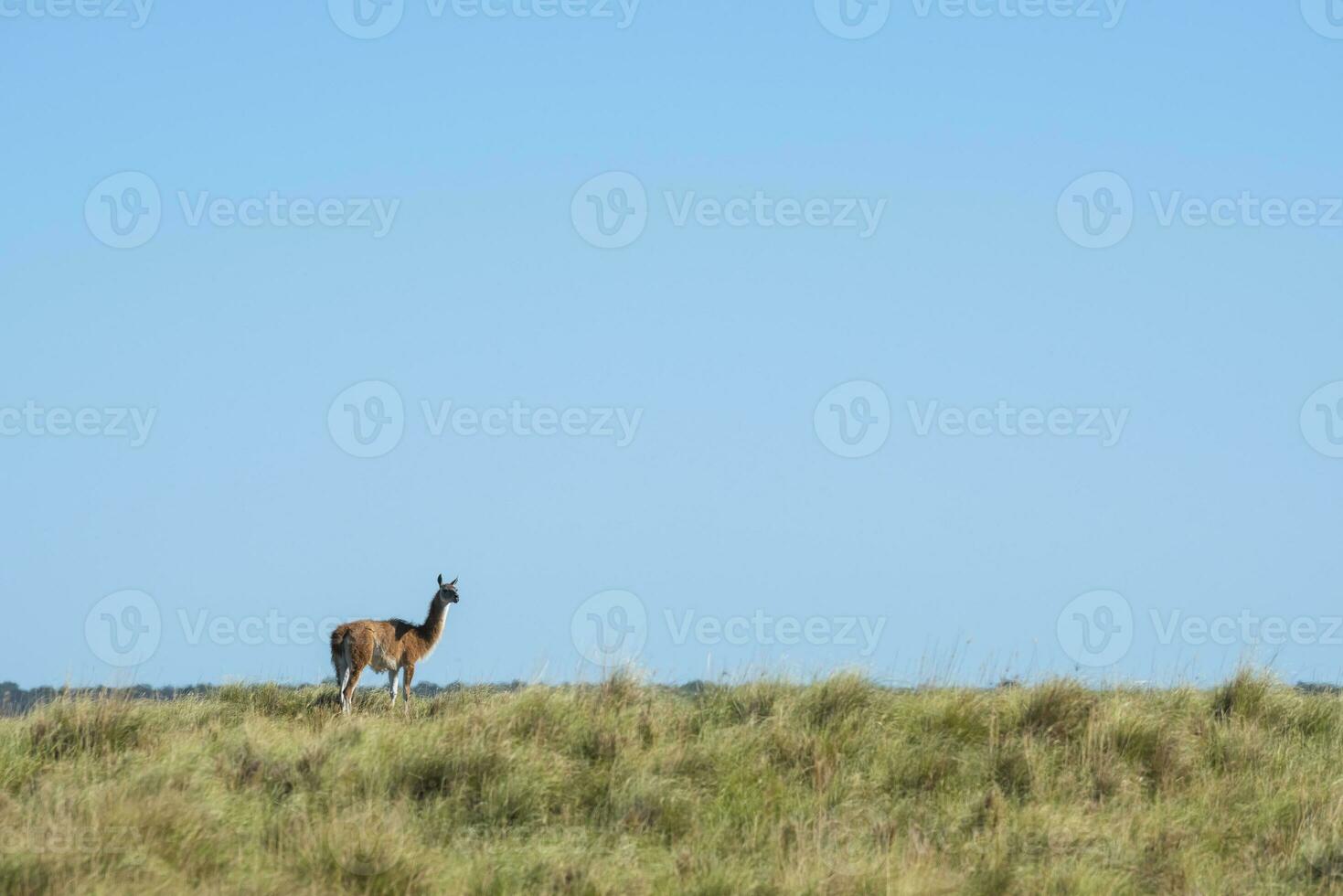 Guanacos in Pampas grassland environment, La Pampa province, Patagonia, Argentina. photo