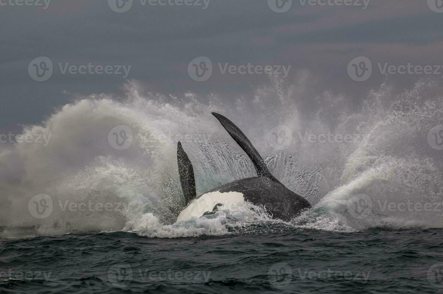 Whale jump, Peninsula Valdes, Patagonia Argentina photo