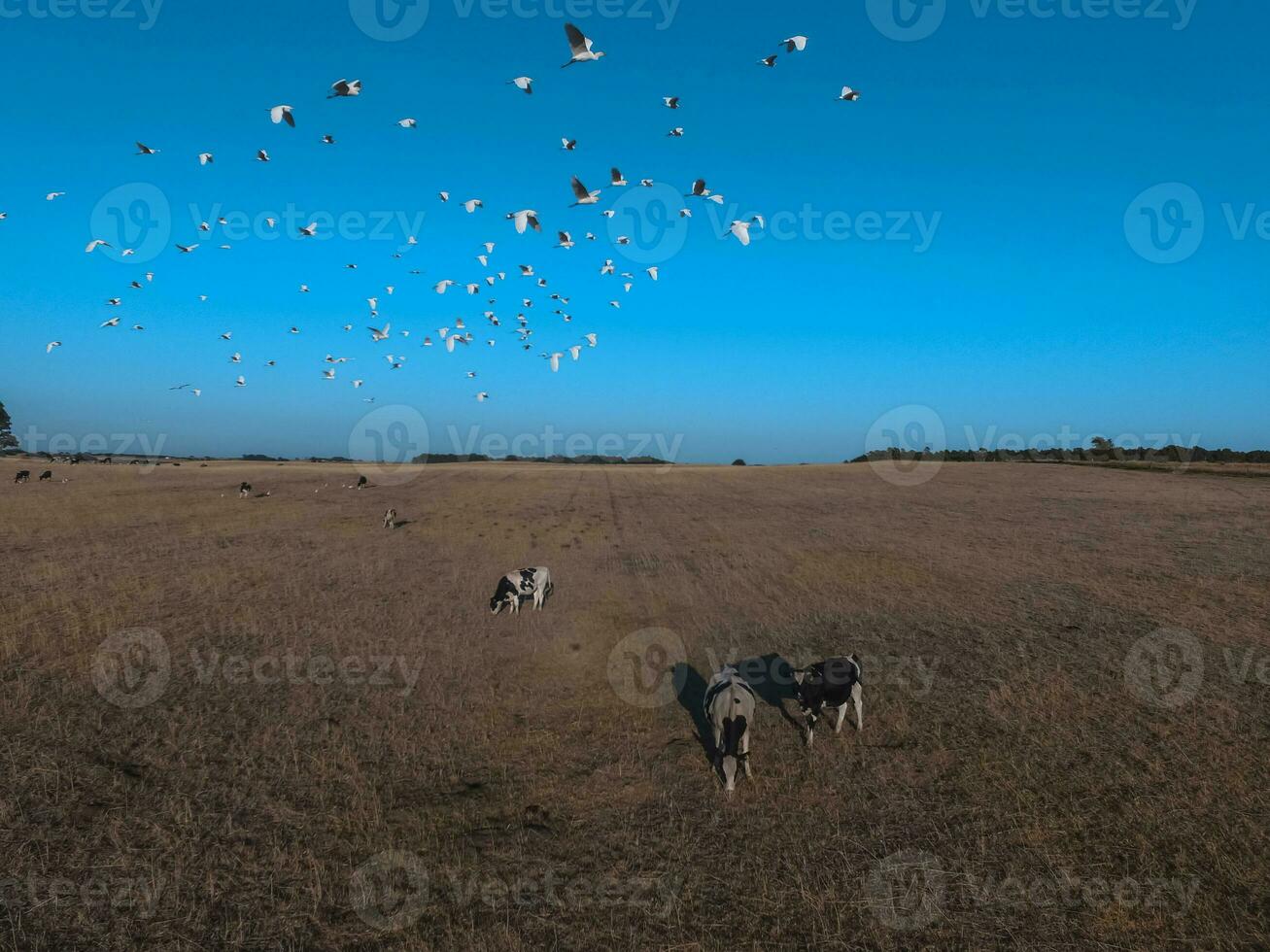 Steers fed with natural grass, Pampas, Argentina photo