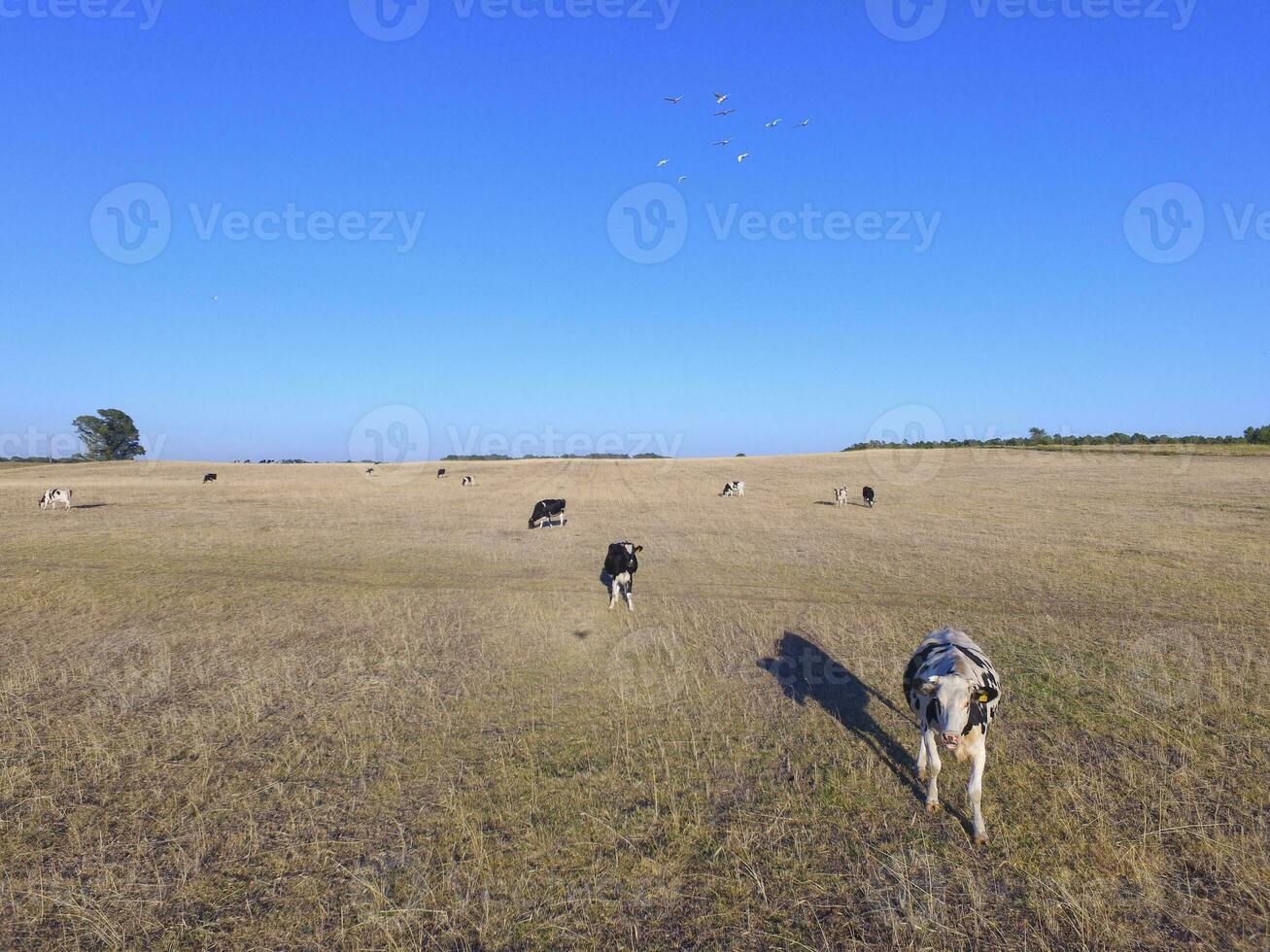 Steers fed with natural grass, Pampas, Argentina photo