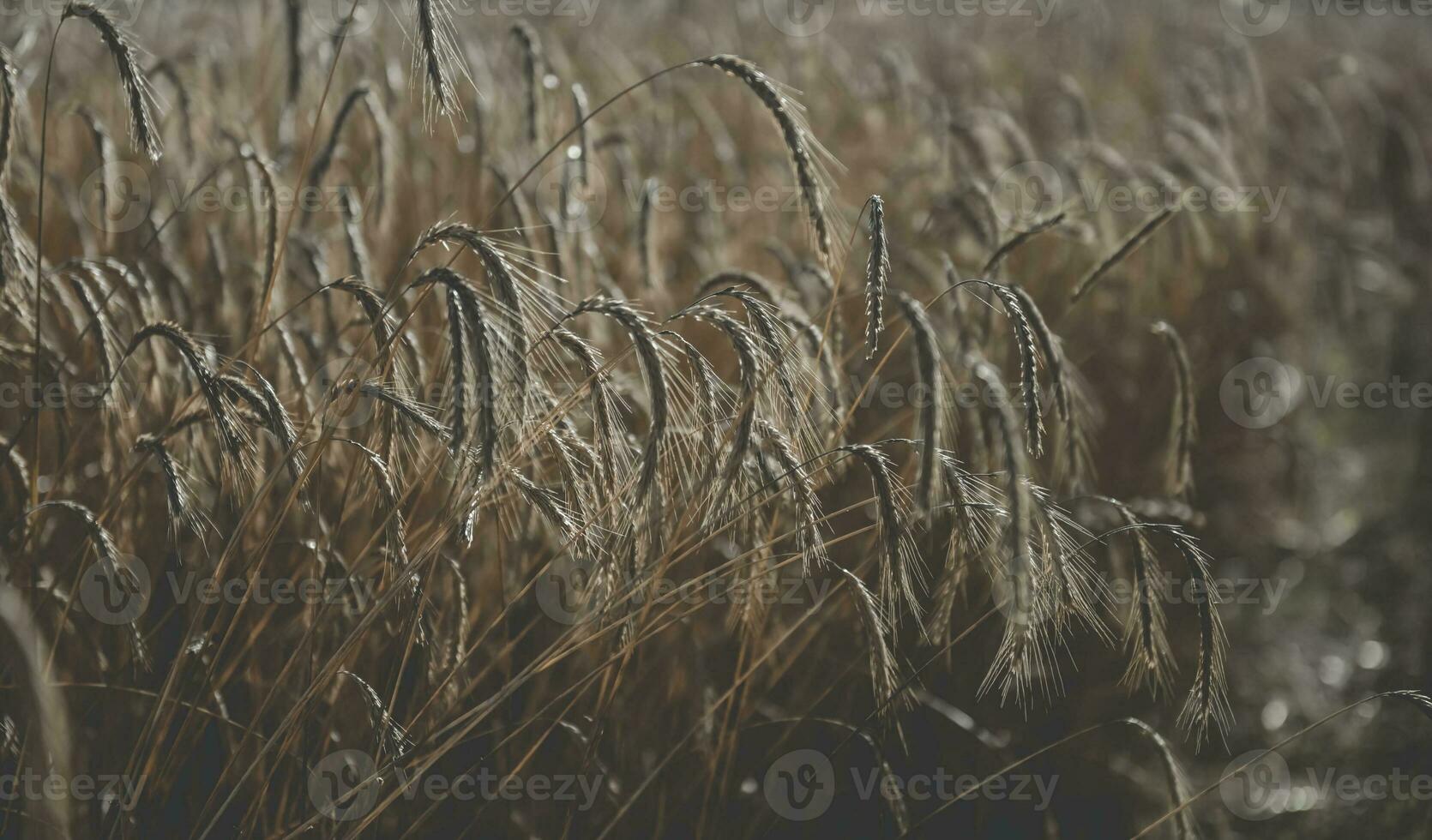 Wheat in vintage color,Pampas,Argentina photo