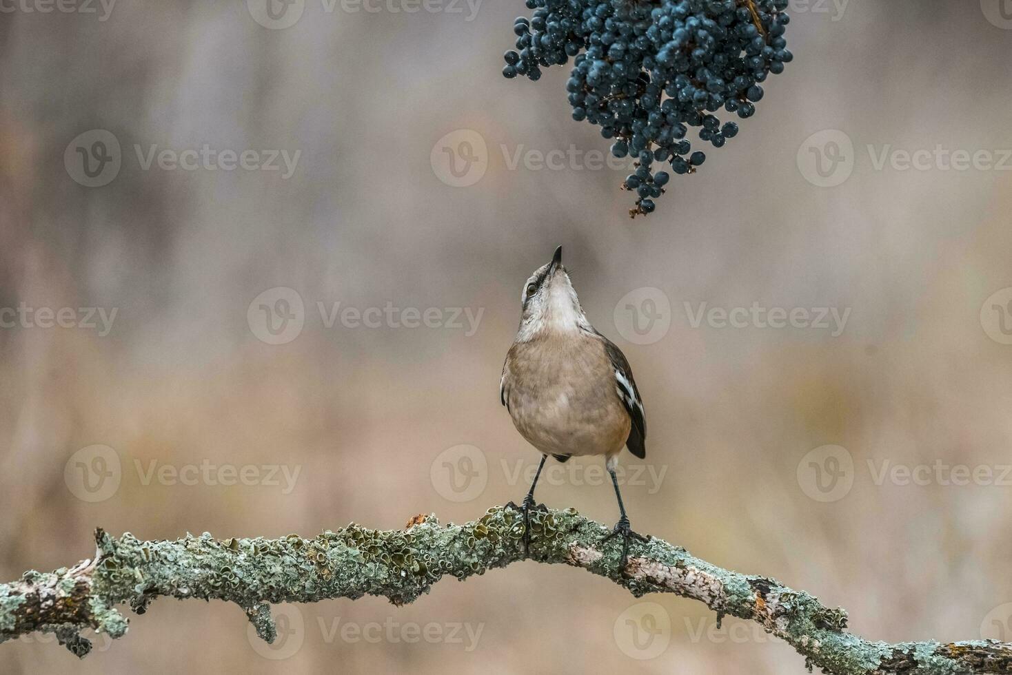 White banded Mockingbird, Patagonia, Argentina photo