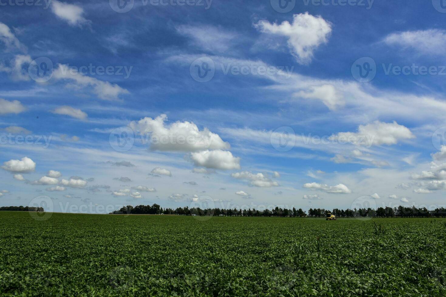 Soybean crop field , in the Buenos Aires Province Countryside, Argentina. photo