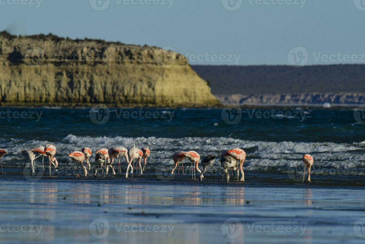 flamencos alimentación a bajo marea, península valdés, patagonia, argentina foto