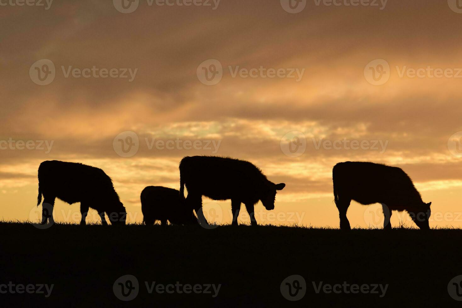 Steers fed with natural grass, Pampas, Argentina photo