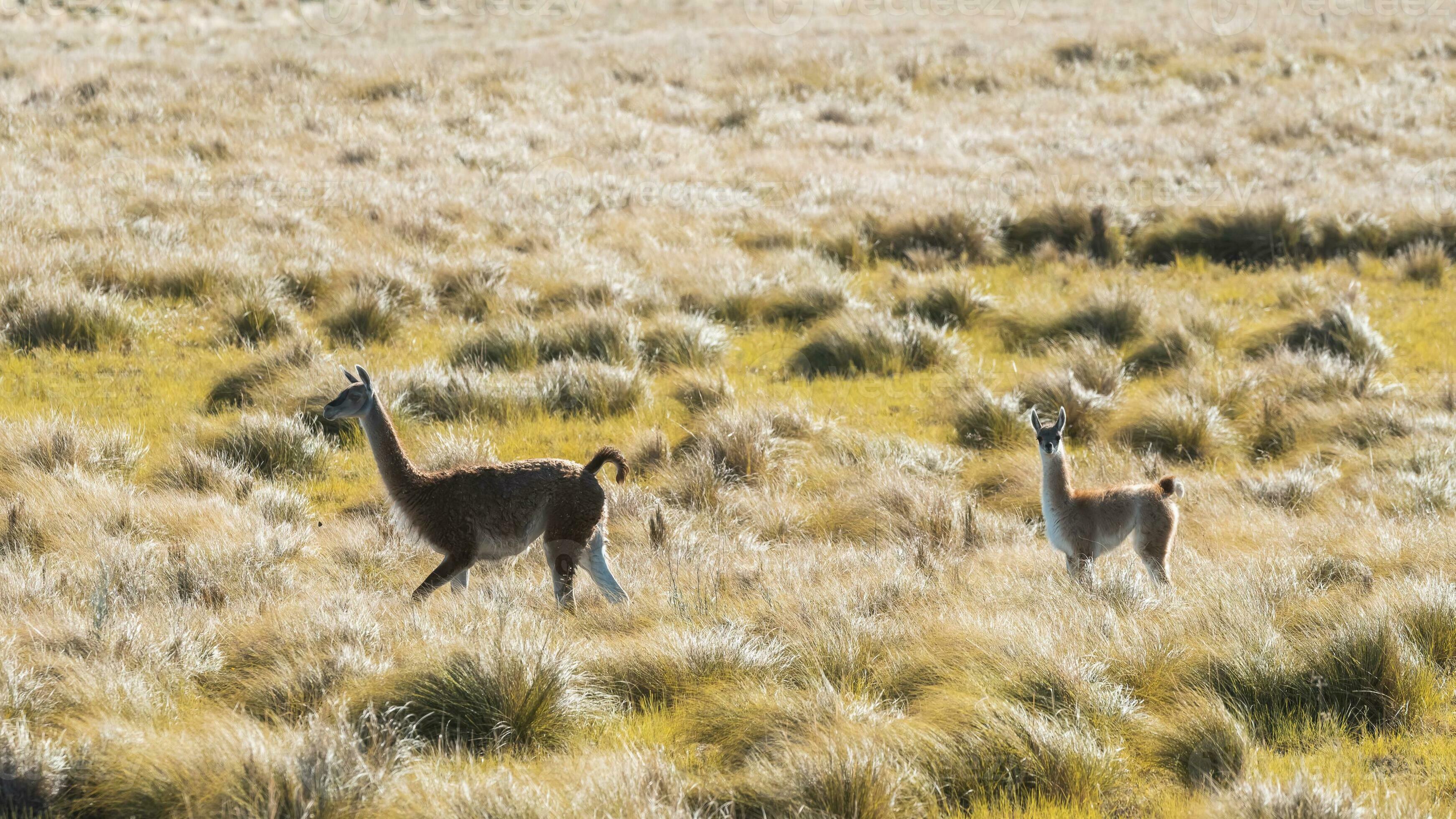 Guanacos in Pampas grassland environment La Pampa province Patagonia