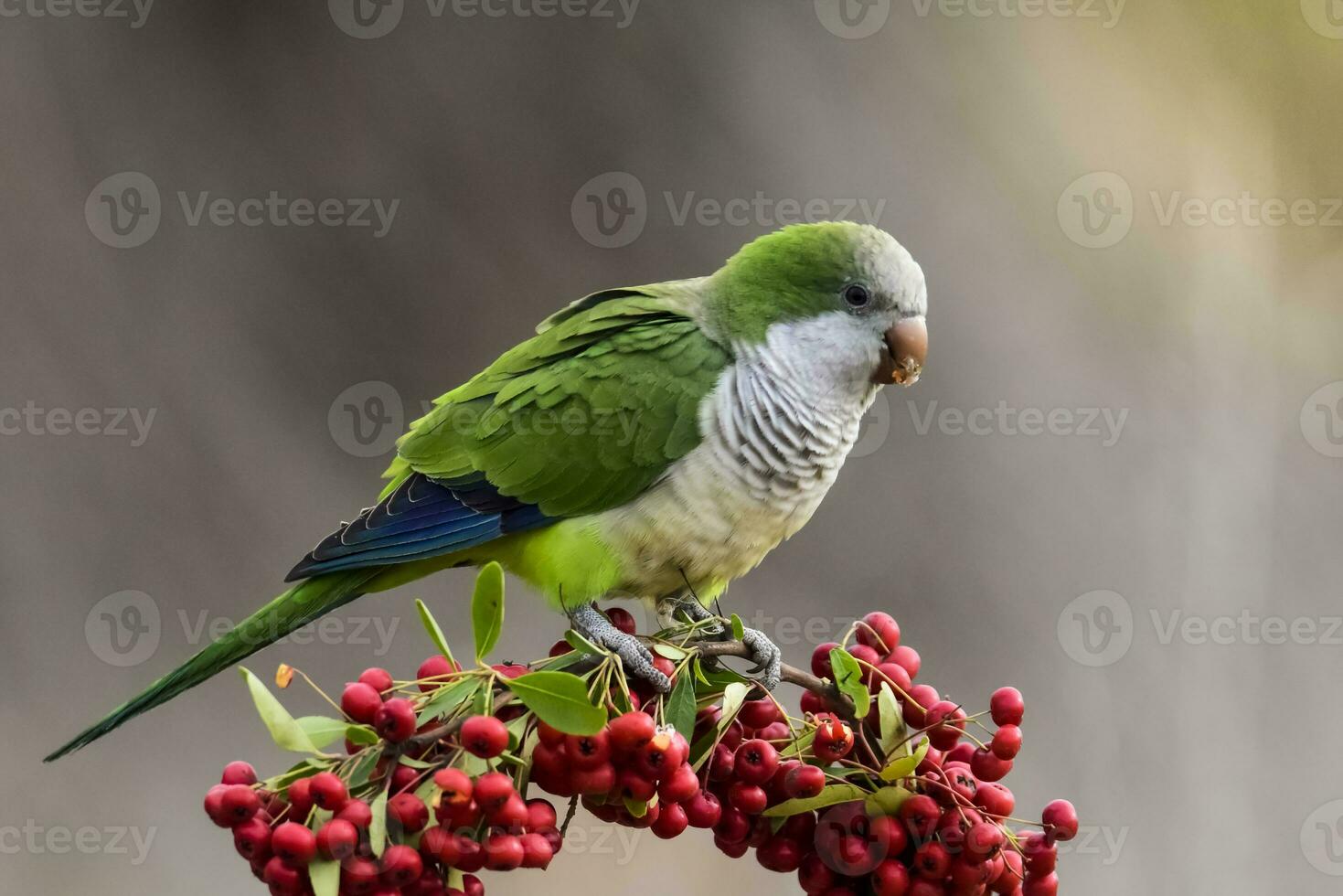 Parakeet,feeding on wild fruits, La Pampa, Patagonia, Argentina photo
