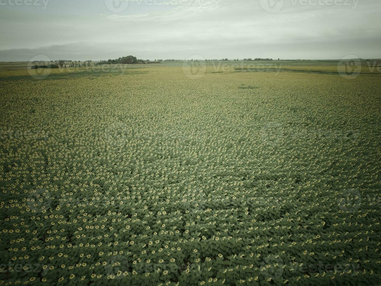 Coutryside sunflowers seeded, Argentina photo