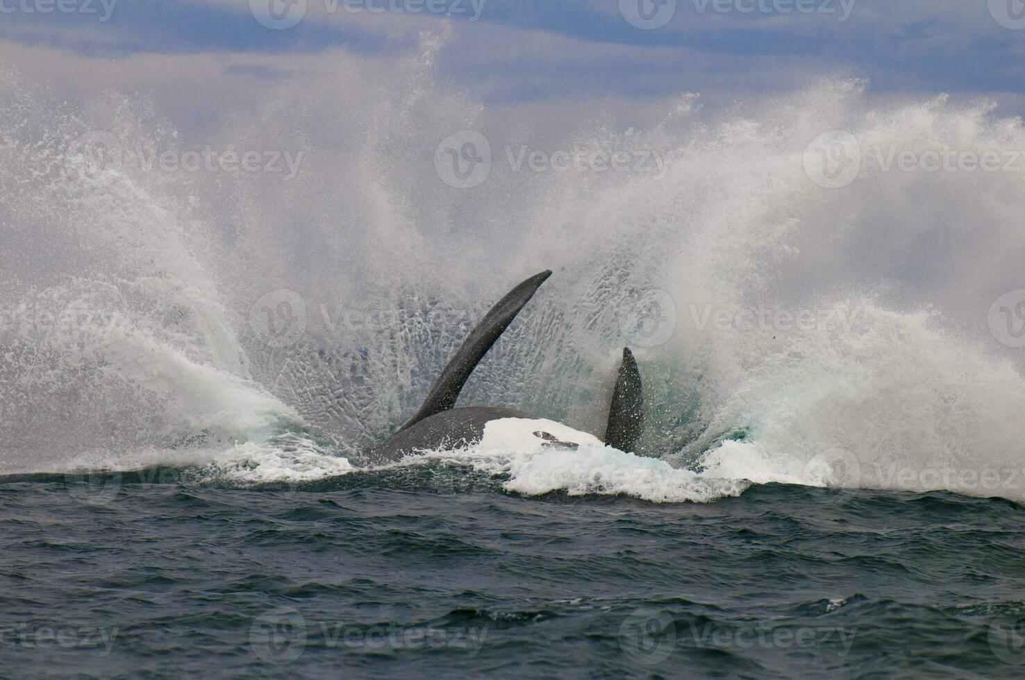 Whale Patagonia Argentina photo