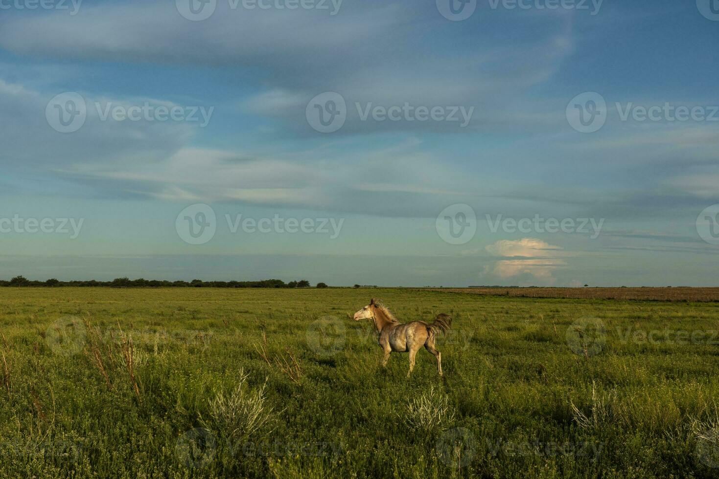 caballos en el argentino campo, la pampa provincia, Patagonia, argentina. foto