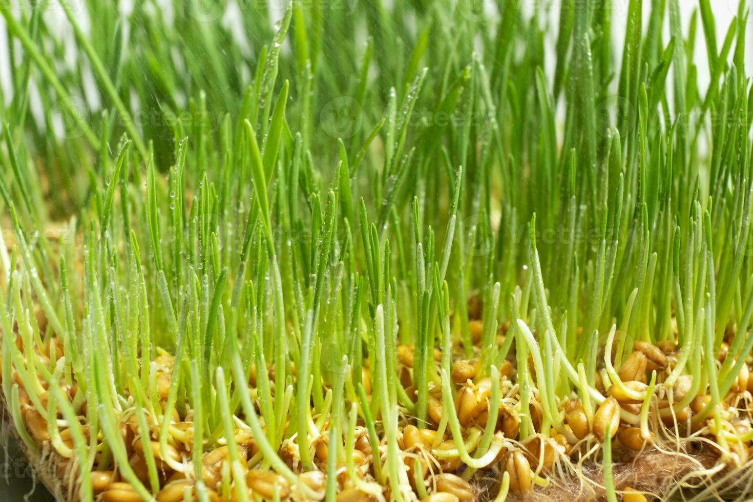 Sprouted wheat microgreens with drops of water. Macro photo