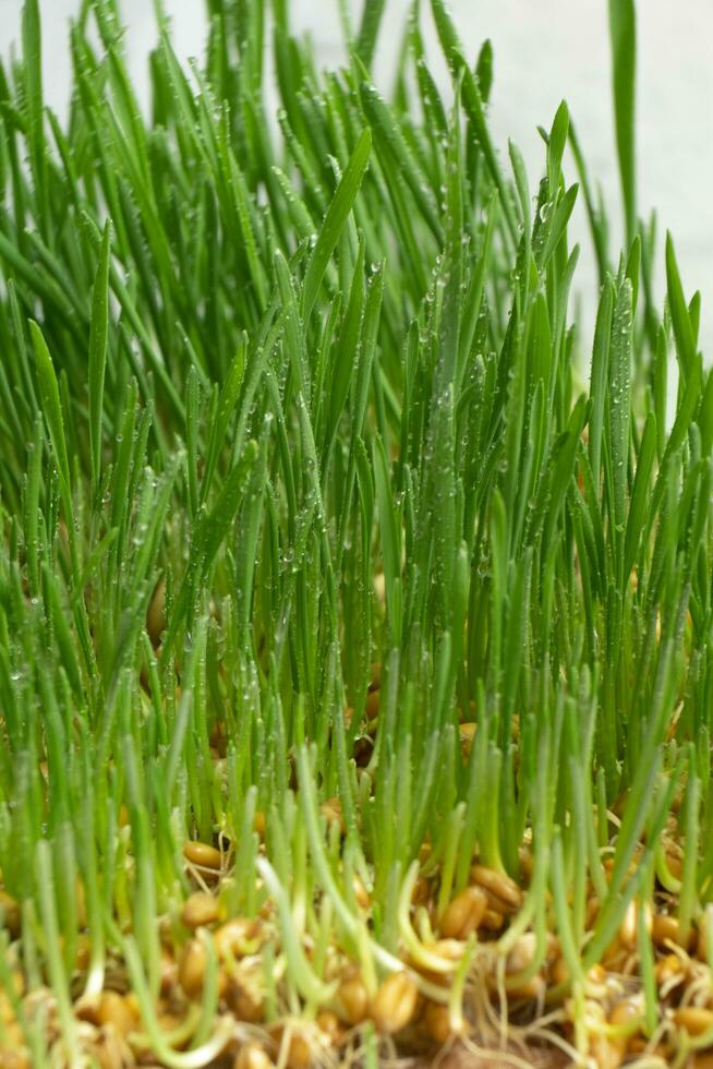 Microgreens of sprouted wheat with a root system. Macro photo