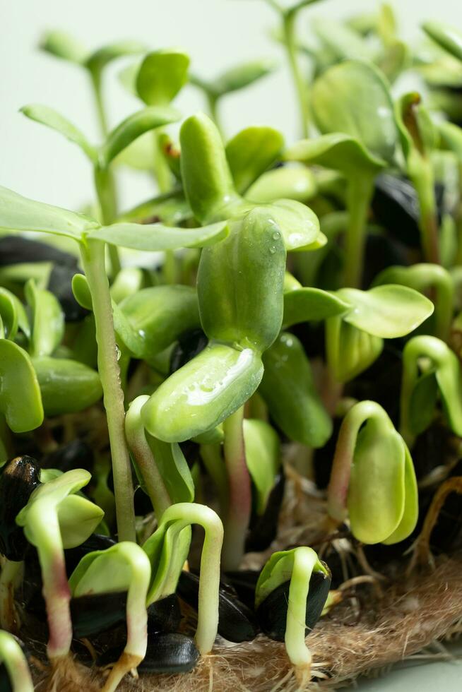 Sprouted microgreens of sunflower. Superfood is grown at home. Macro photo close-up