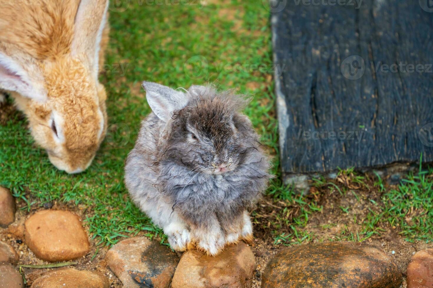 Cute little rabbit on green grass with natural bokeh as background during spring photo