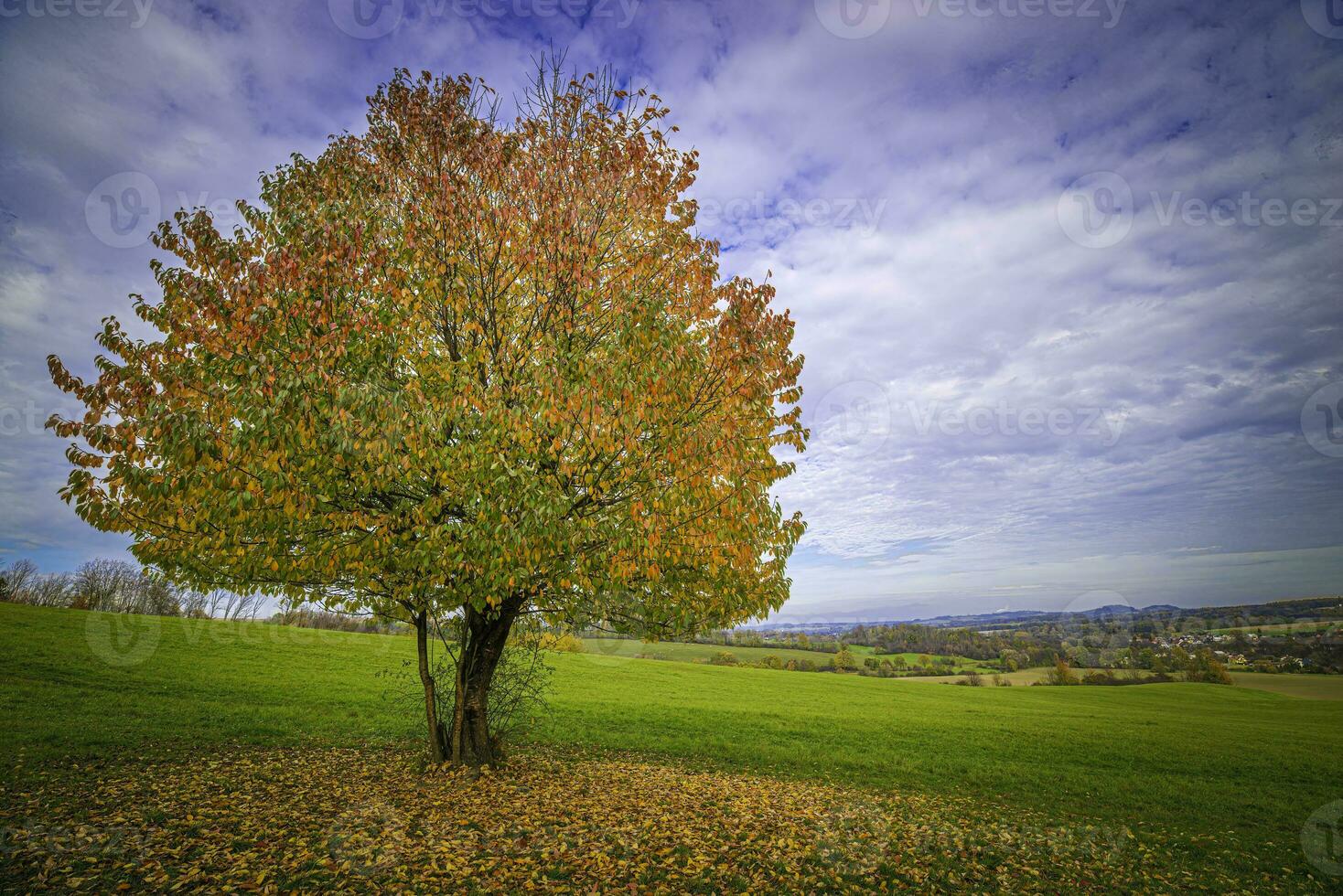 A lonely tree with colorful leaves photo