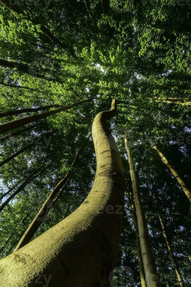 Summer forest with trees photo