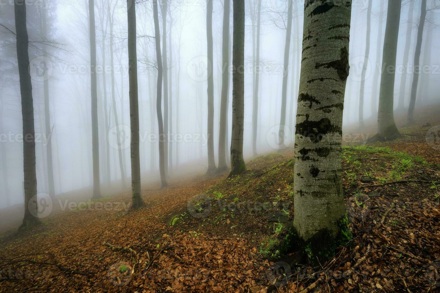 Spring forest in fog photo