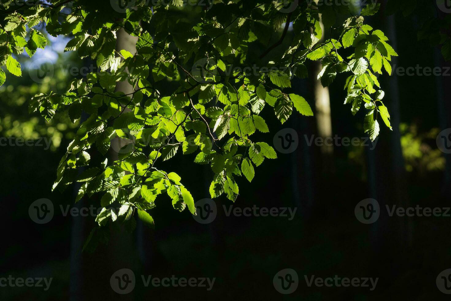 Branch with green leaves photo