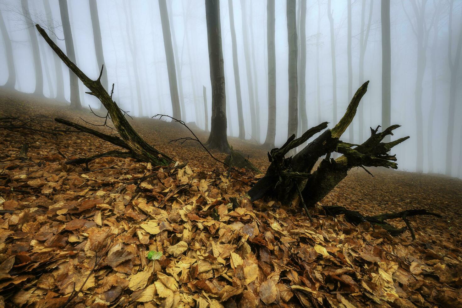 In the spring  beech forest photo