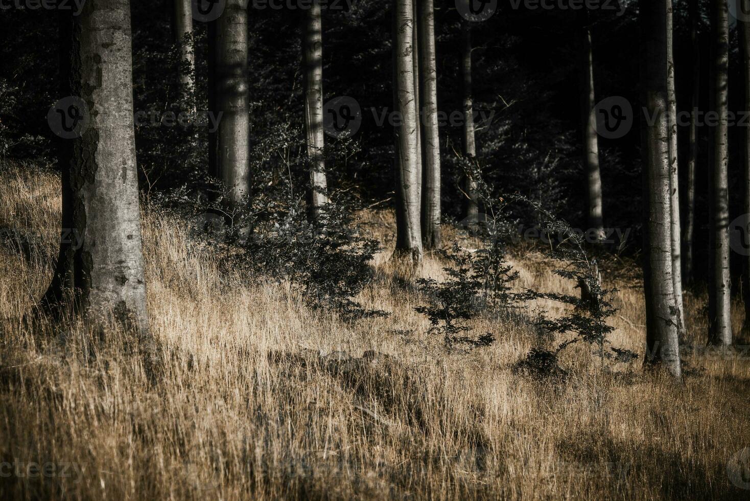 In the autumn beech forest photo