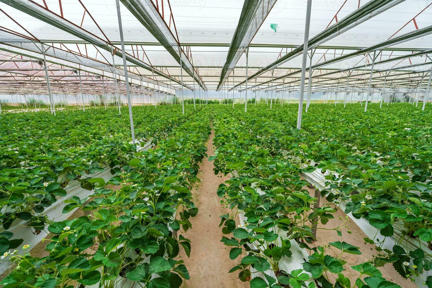 Hydroponic strawberry farm. Stock photo of hydroponics method of growing plants, in water, without soil