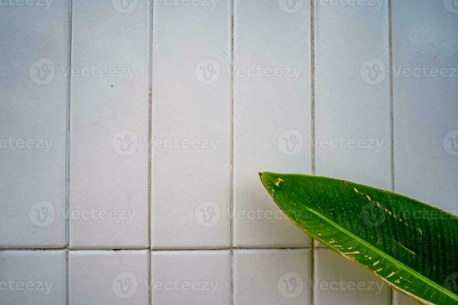 White mosaic tile with indoor plants background photo