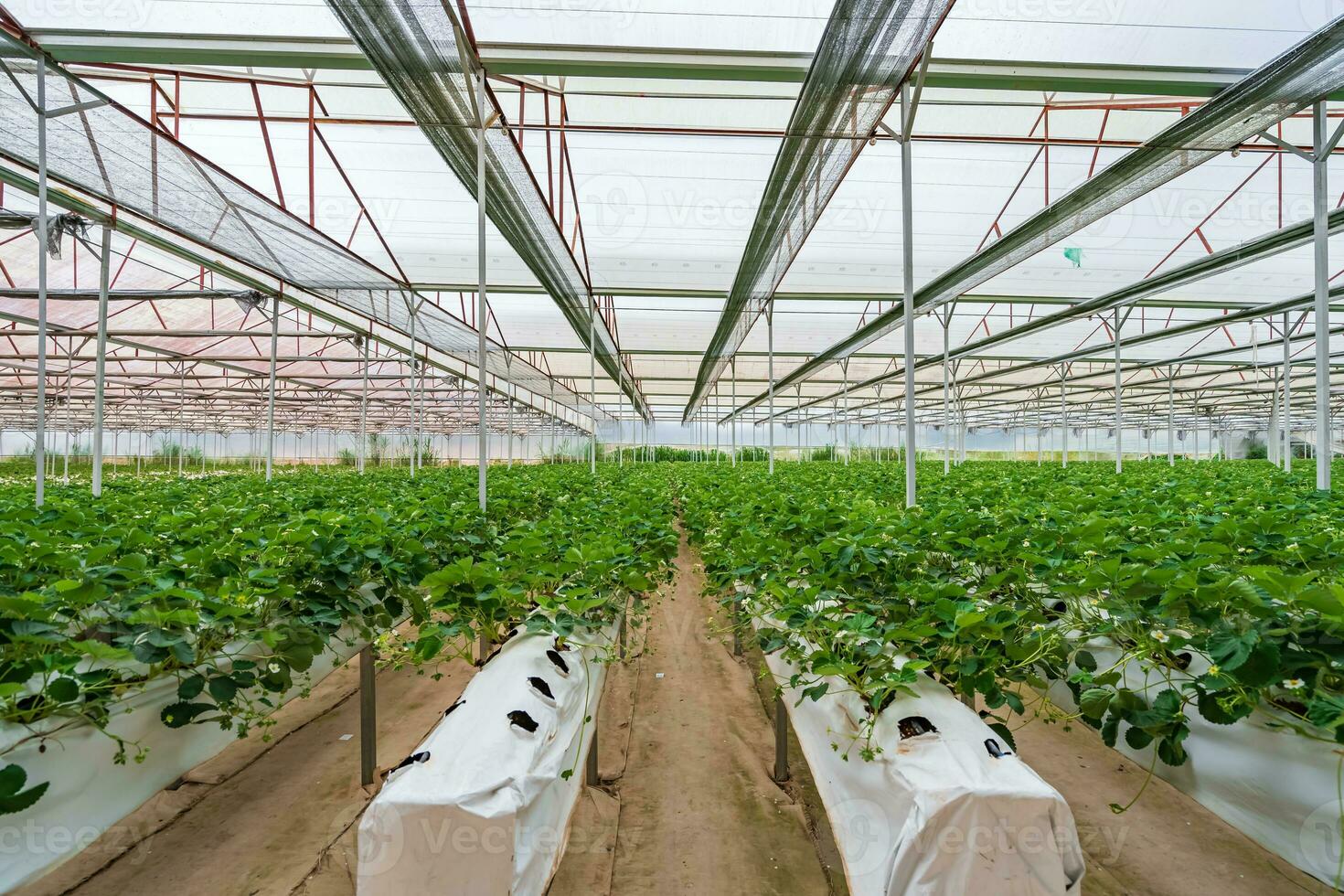Hydroponic strawberry farm. Stock photo of hydroponics method of growing plants, in water, without soil
