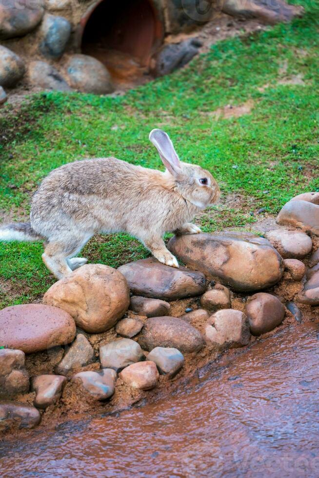 Cute little rabbit on green grass with natural bokeh as background during spring photo