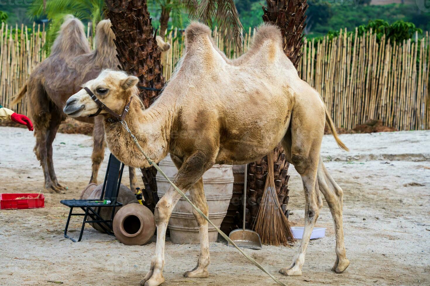 camellos en un camello granja en da lat, Vietnam foto