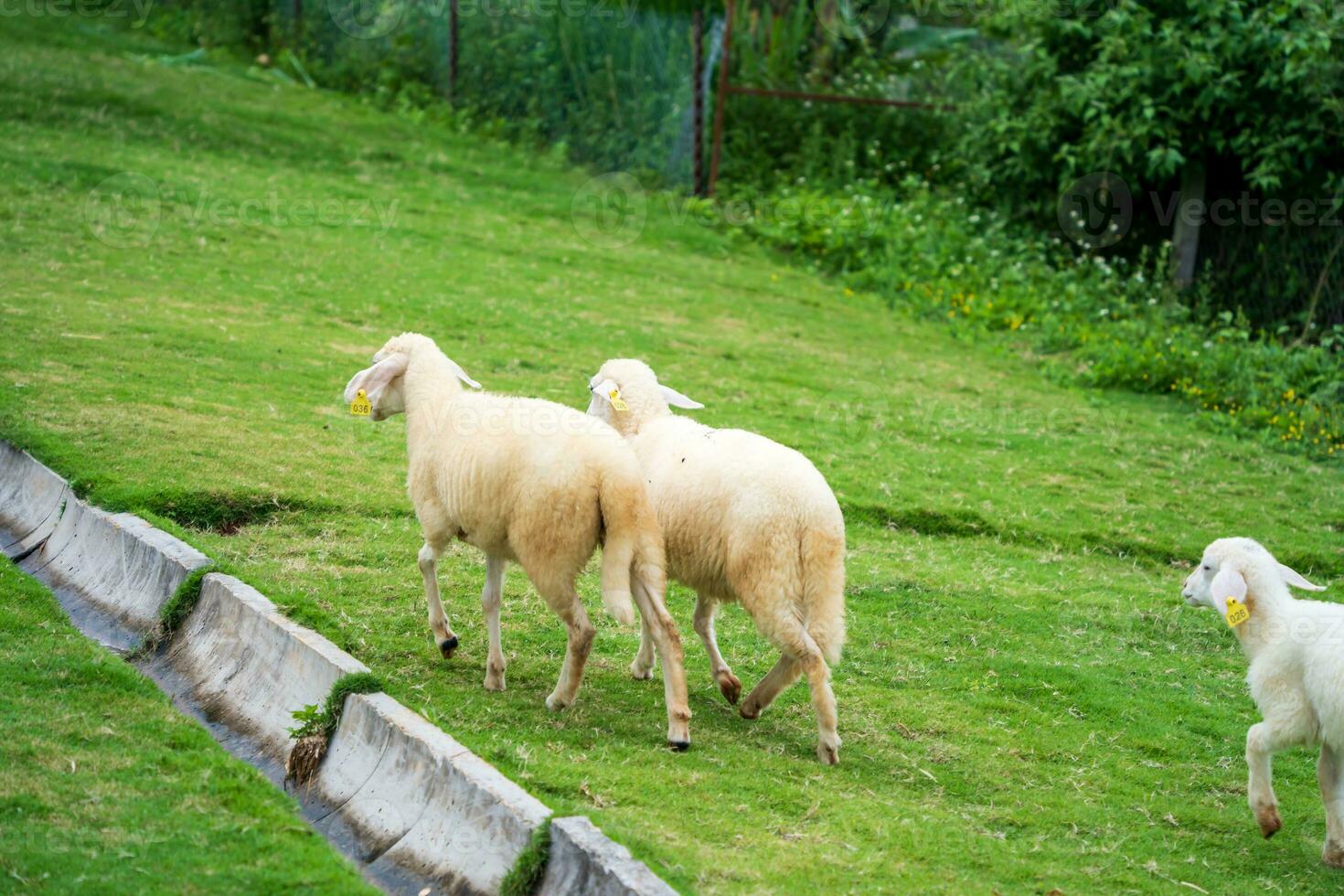 Livestock farm, flock of sheep in Da Lat, Vietnam photo