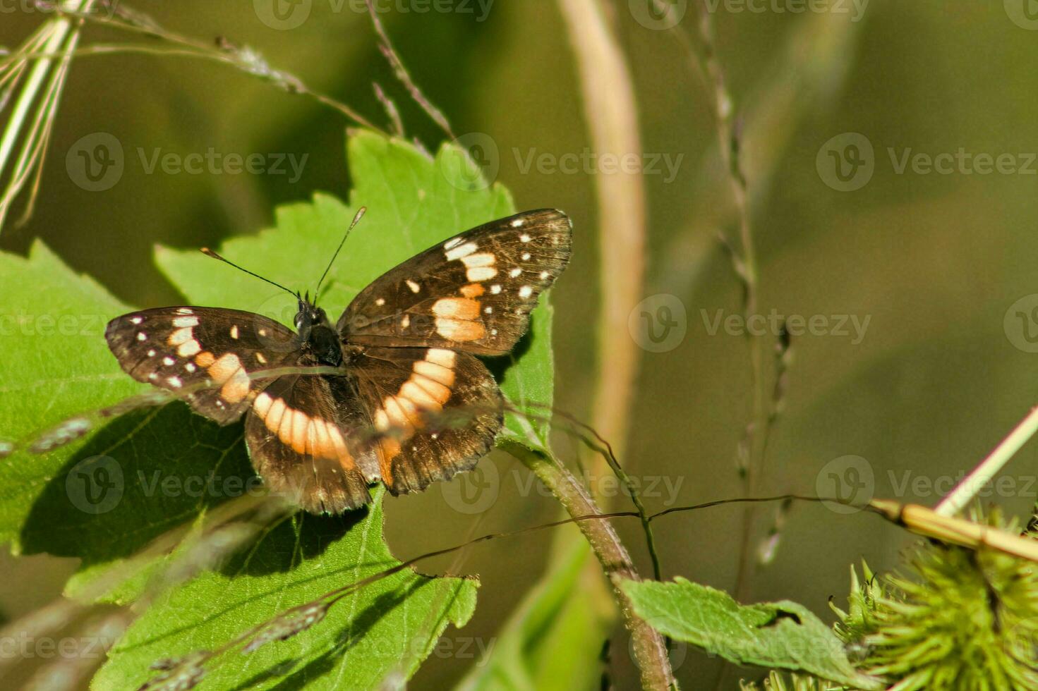 Butterfly on a yellow flower. Butterfly on a flower. photo