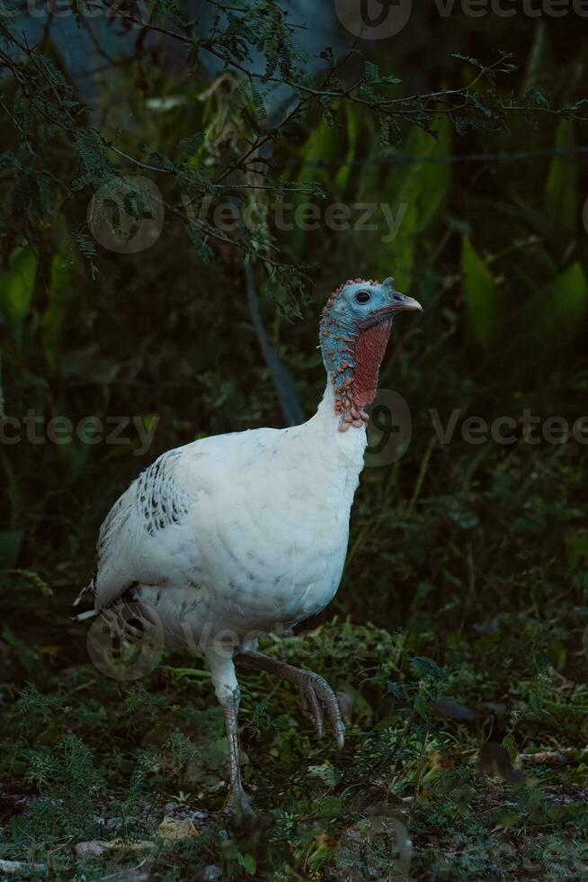 The turkey beak, feathers, and tail complement the terrestrial plant and grass photo