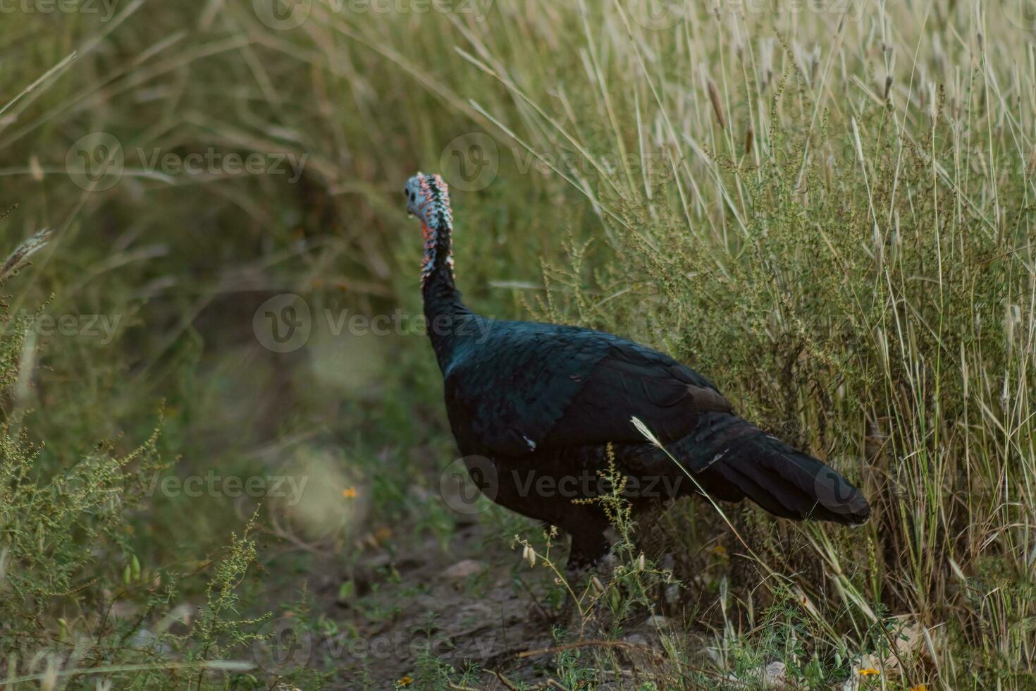 turkeys walking in farm with green grass photo