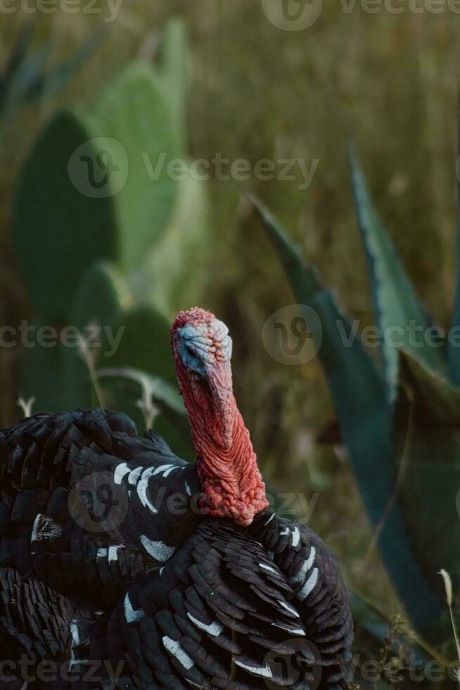 The turkey, a bird of nature, blends with the plant-filled surroundings photo