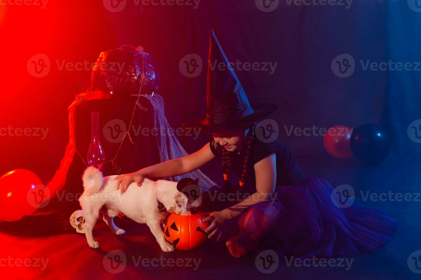 Halloween and celebration concept. Child girl in witch costume with Halloween pumpkin playing with dog jack russell terrier photo