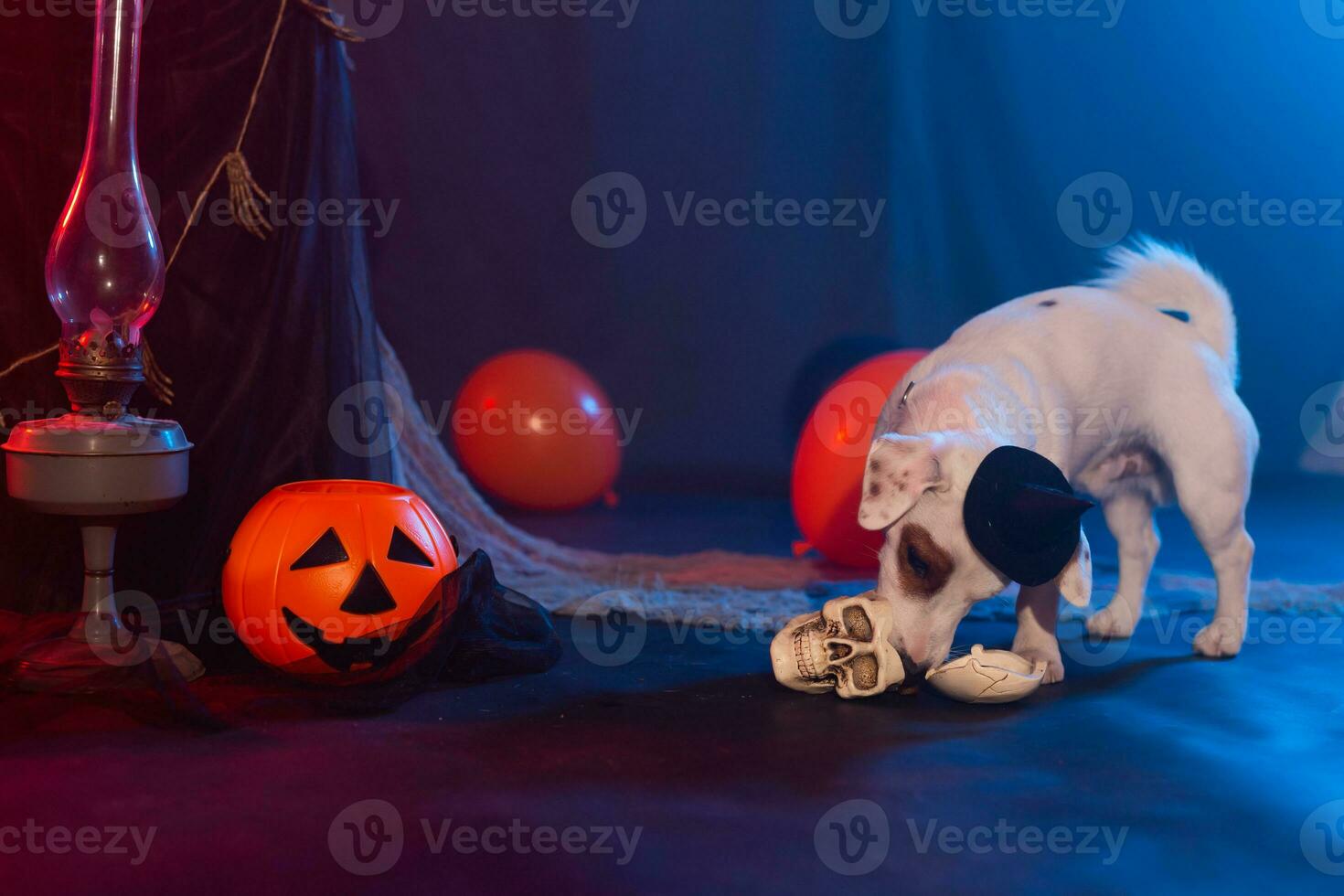 Halloween celebration concept. Funny dog eating from halloween artificial skull photo