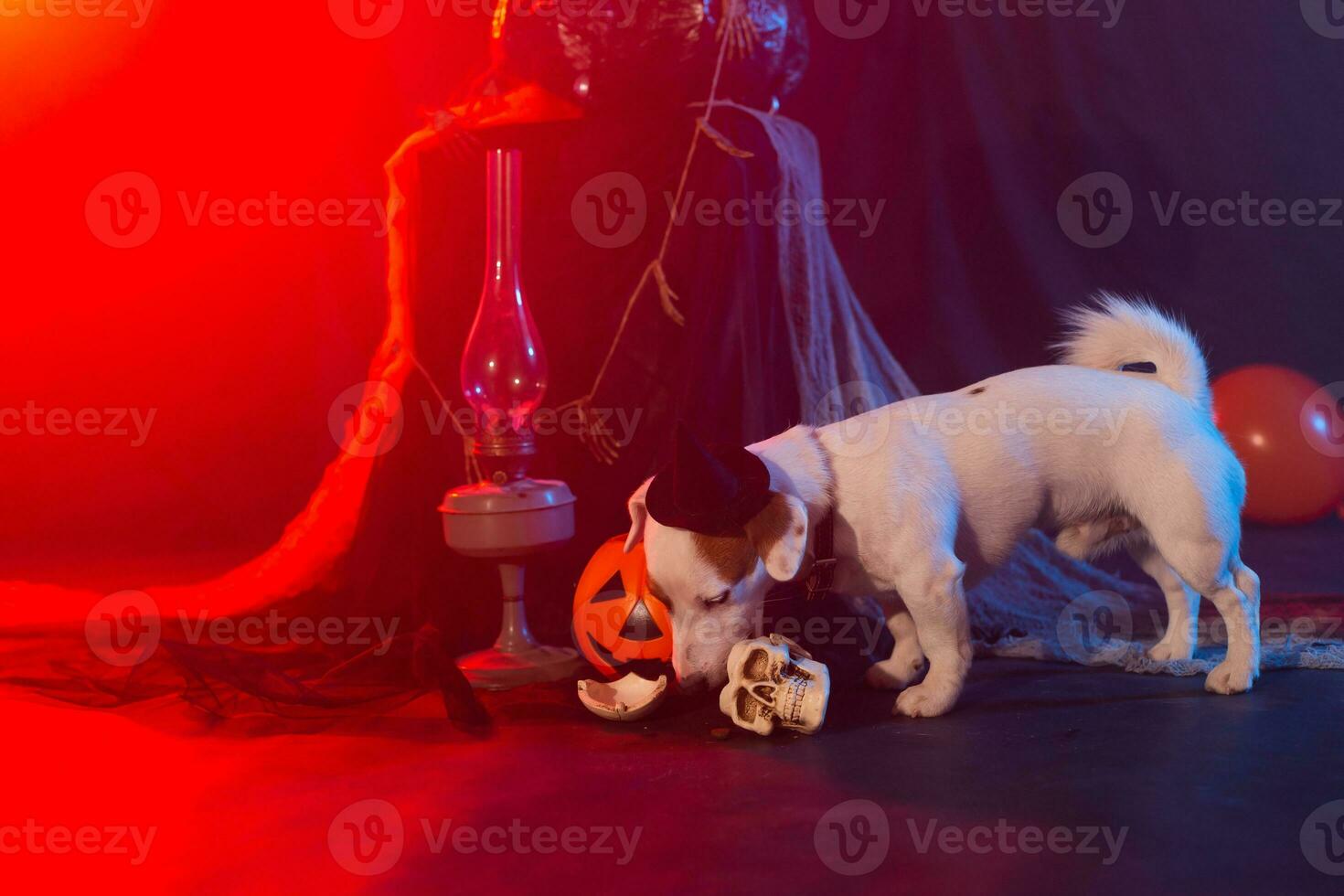 Halloween celebration concept. Funny dog eating from halloween artificial skull photo