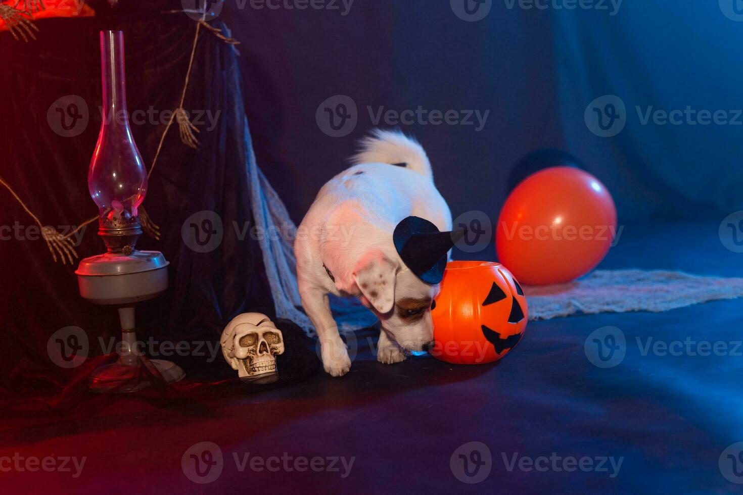 Halloween celebration concept. Funny dog with halloween pumpkin photo