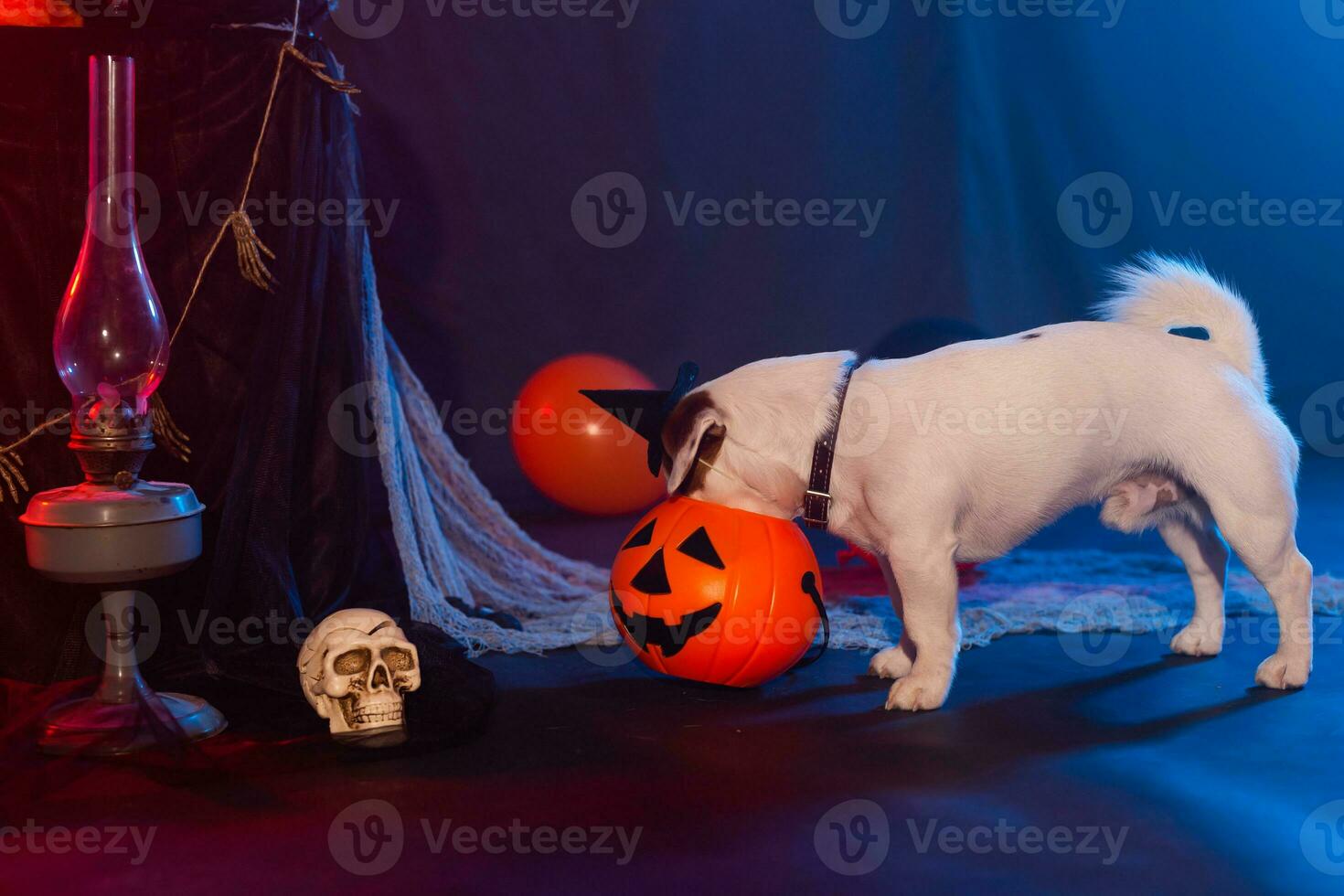 Halloween celebration concept. Funny dog eating from halloween pumpkin photo