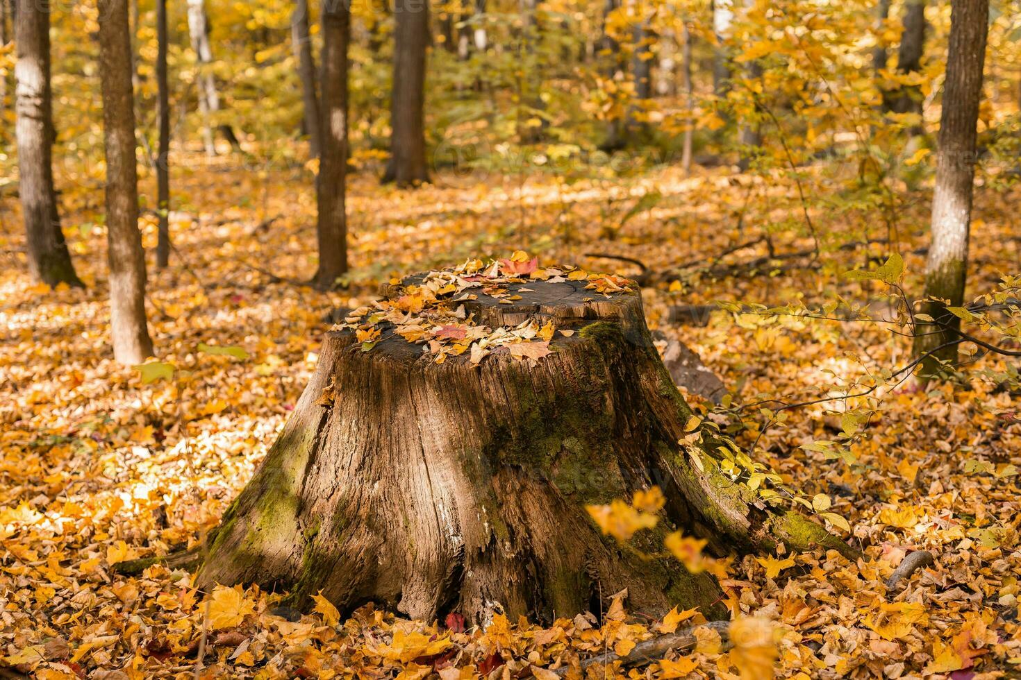 Old stump and yellow maple leaves in autumn forest. Fall landscape. Autumn season natural background photo