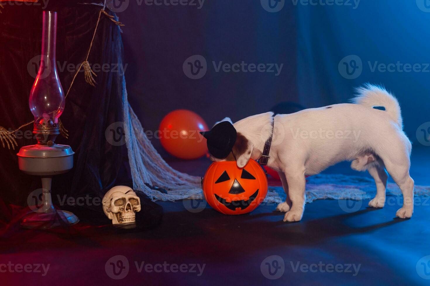 Halloween celebration concept. Funny dog eating from halloween pumpkin photo