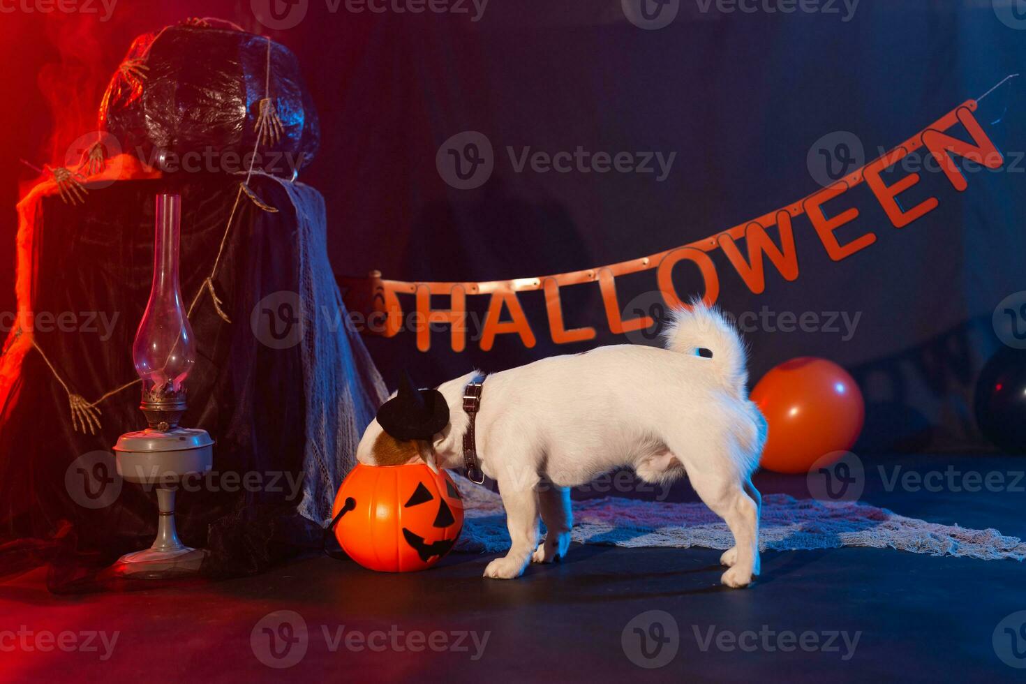 Halloween celebration concept. Funny dog eating from halloween pumpkin photo
