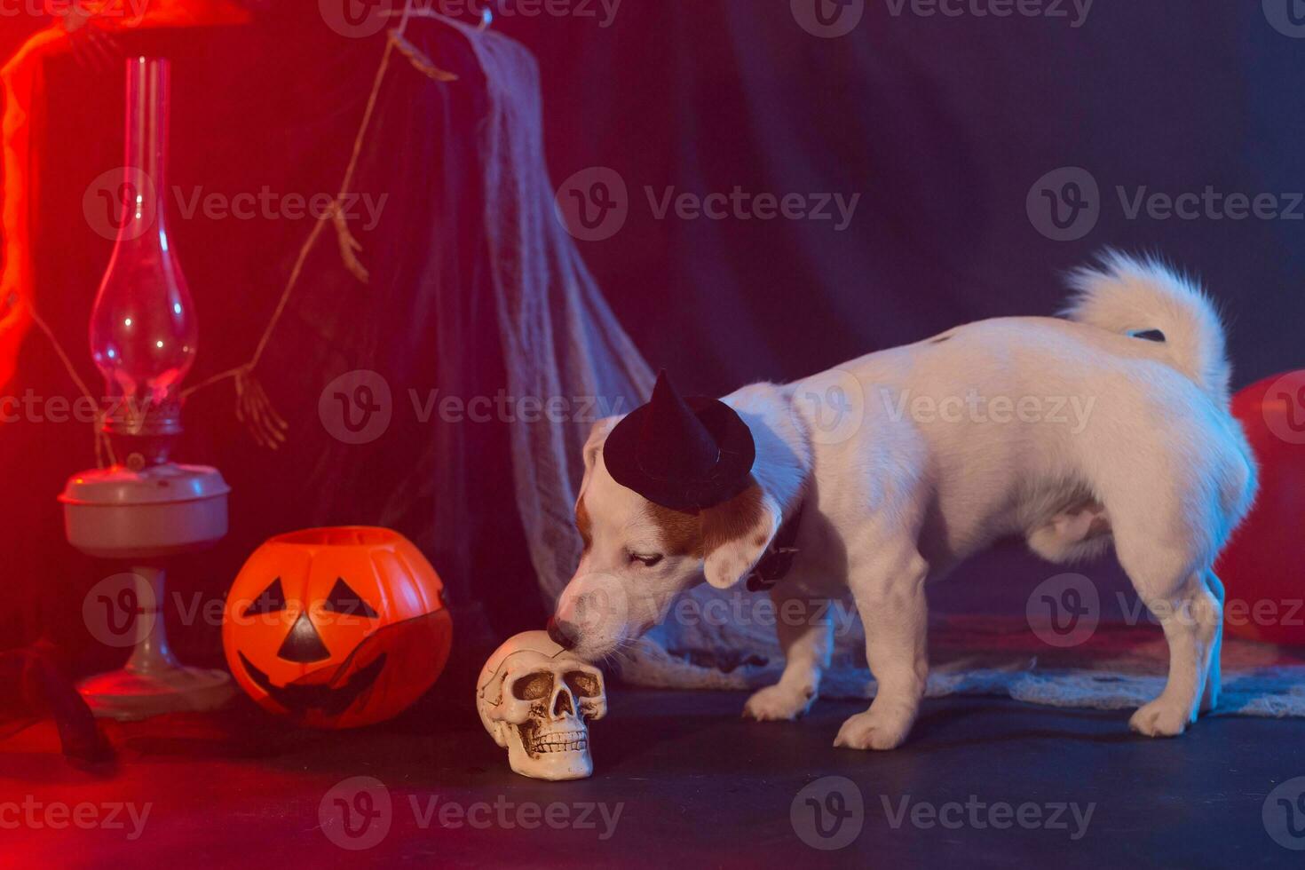 Halloween celebration concept. Funny dog and halloween artificial skull photo