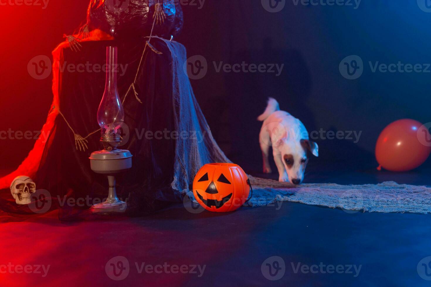 Dog Jack Russell Terrier on a background of Halloween photo