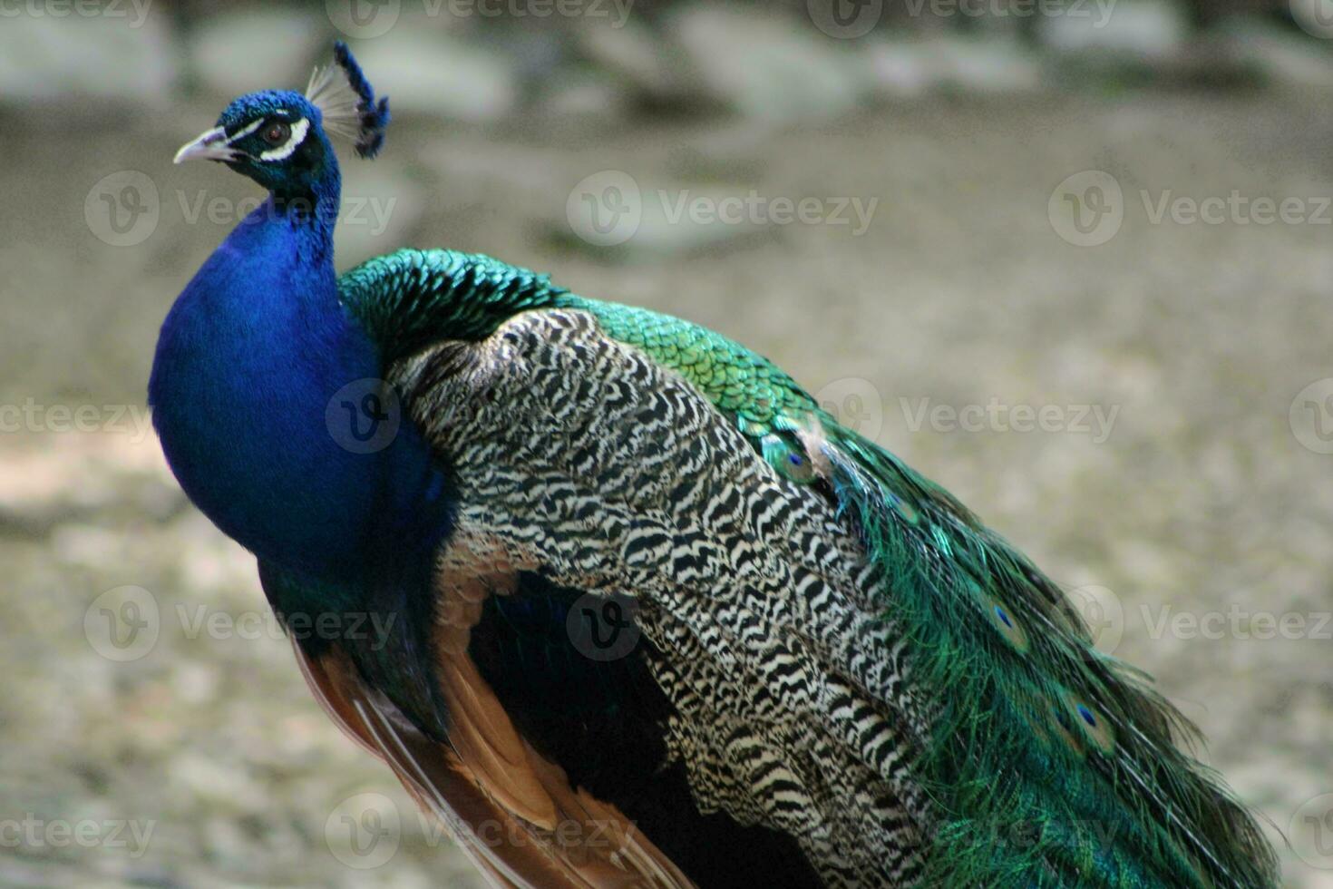 Beautiful Peacock At A Bird Sanctuary In Florida photo