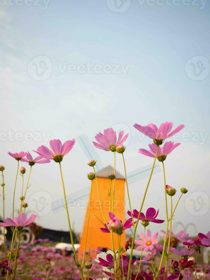 Cosmos flower with blurred background. blooming pink flower. photo