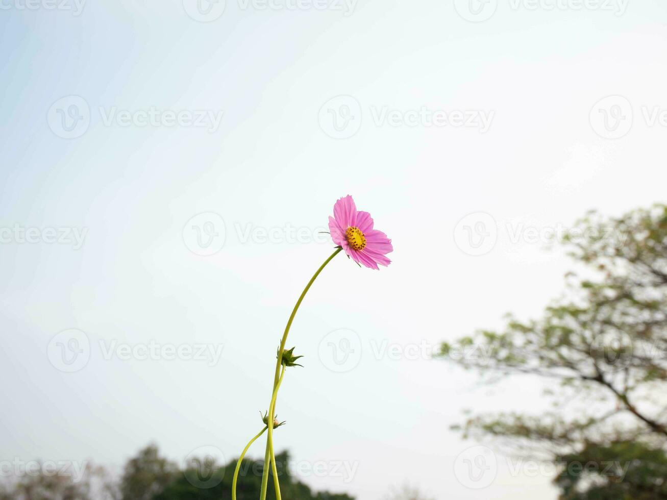 cosmos flor con borroso antecedentes. floreciente rosado flor. foto