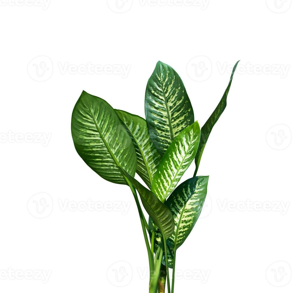 Green leaves isolated on white background. photo