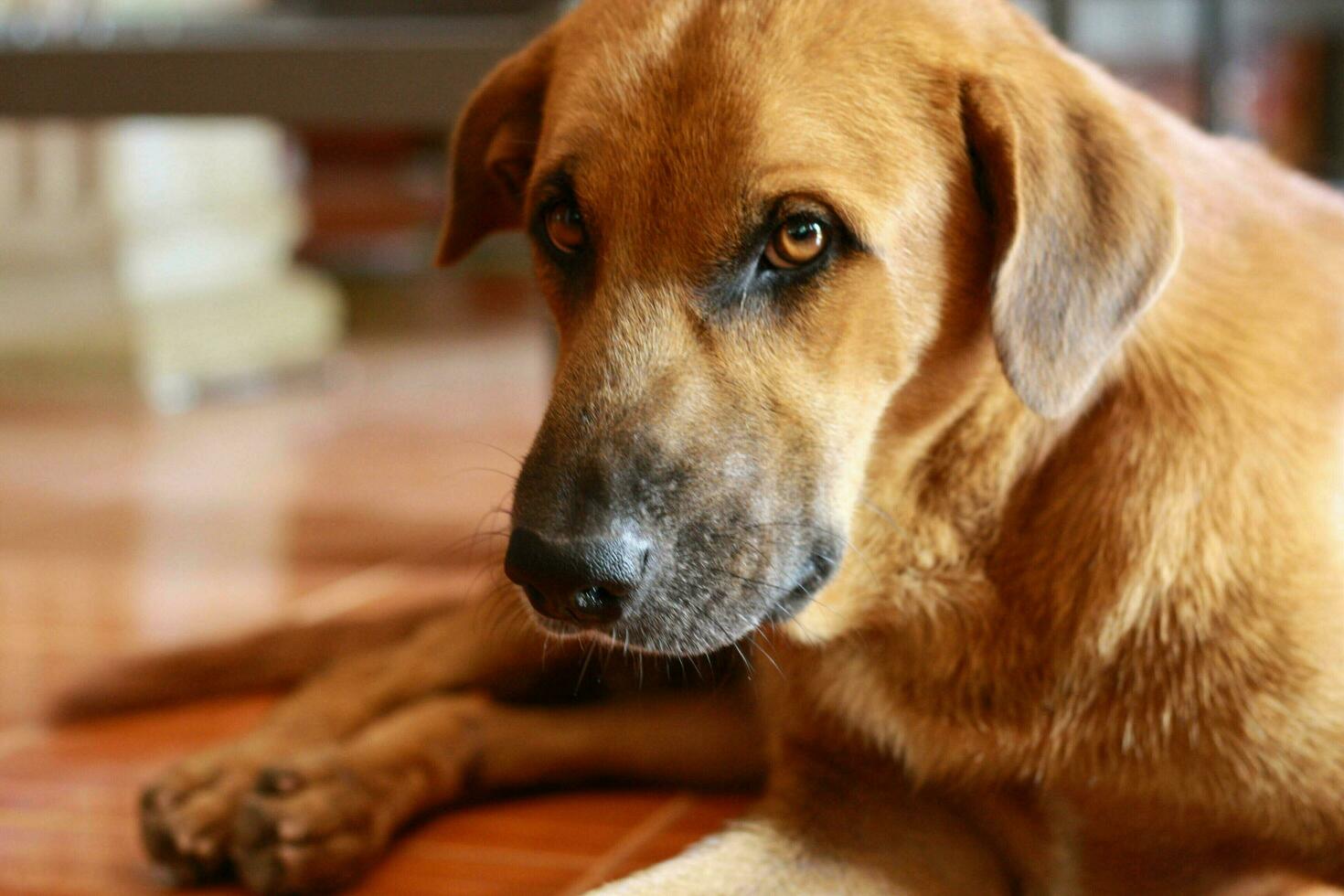 The brown dog was staring and waiting for food. photo