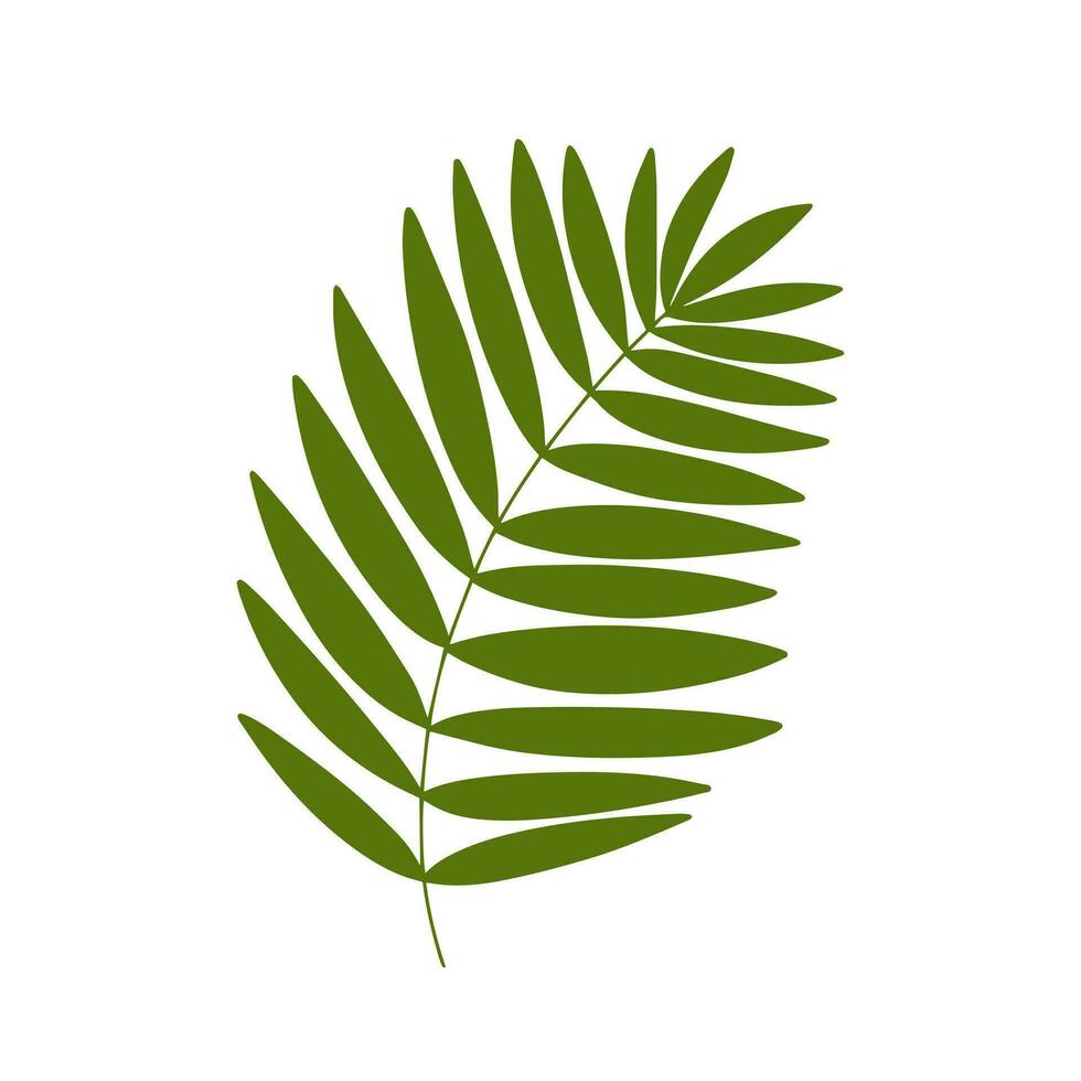 Palm leaf vector illustration. Flat palm tree leaf isolated 26229143 Vector Art at Vecteezy